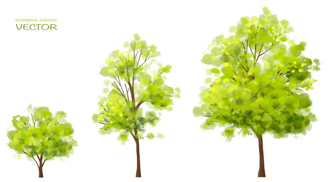 Vector watercolor of tree side view isolated on white background for landscape  and architecture drawing, elements for environment and garden, painting botanical for section 