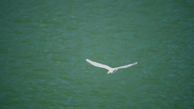 Closeup of a white gull flying from the squabble swimming over sunlit water