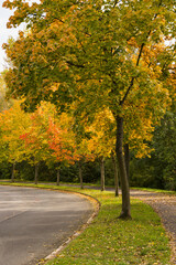 Naklejka premium autumn trees in the park across the road