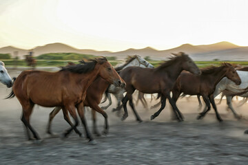 Fototapeta na wymiar running horses, free horses