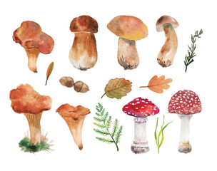 Collection of autumn mushrooms, hand drawing. Watercolor vector set of drawings of porcini mushrooms, chanterelle mushrooms, fly agaric, amanita mushrooms.