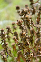 Iranian Jerusalem sage