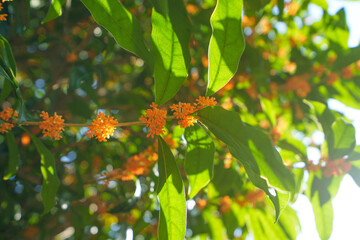 陽の指す金木犀