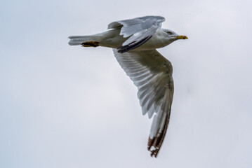 Gull Flying High In A Cloudy Sky