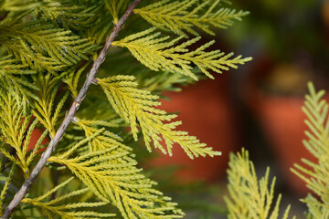Leyland cypress