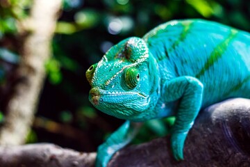 Blue green colored chameleon is observing its surrounding each eye different direction