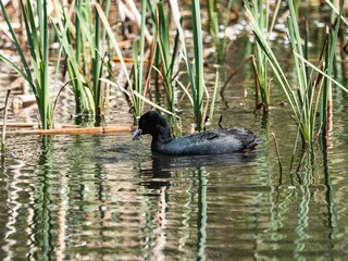 Eurasian Coot swimming in the reeds of the pond in Izumi Forest Park