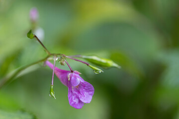 新種のツリフネソウ