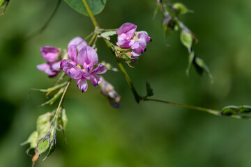 ピンク色で可愛いヤマハギの花