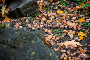 Acorns and foliage in Autumn.