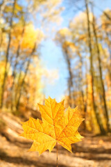 Fototapeta na wymiar bright yellow-orange maple leaf close up on abstract sunny natural background. symbol of fall season. autumn forest landscape