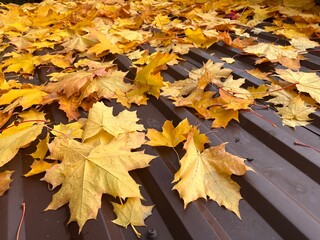 autumn leaves background  maple leaves on the roof