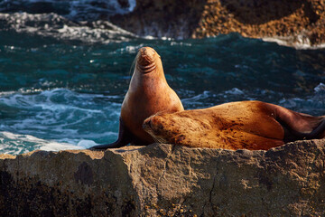 Fototapeta premium Seals