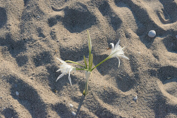 Flowers growing in pure sand of Oludeniz beach, Turkey.