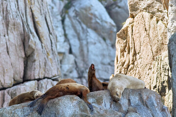 Wild Seals