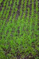 fresh green plant in the field