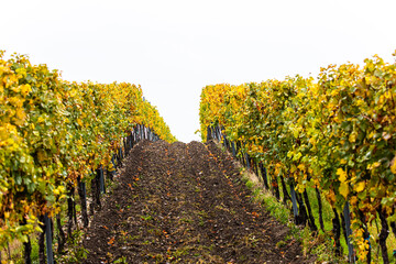 Fototapeta na wymiar colorful autumn vineyards rows