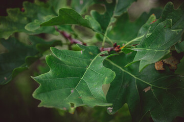 Eichenblatt im Herbst