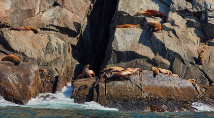 Wild Seals