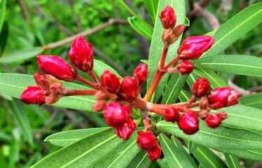 Closeup of Nerium oleander buds.