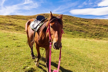 Horse grazes in a meadow in the Caucasus mountains. Dagestan.