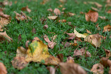 Fallen autumnal leaves on the green grassy ground