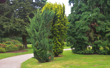 Close up on Taxus baccata, European yew hedge near pathway. Yew Hedging. Pruning Yew Hedges.