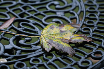 Rainy leaf on the garden table
