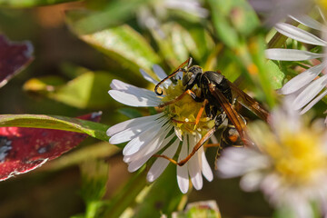 Paper wasp pollinates a white and yellow wildflower 
