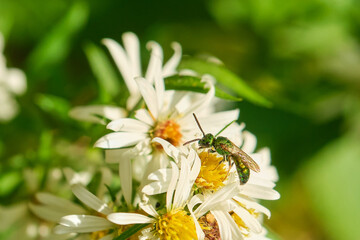 Green metallic sweat bee among the white wildflowers