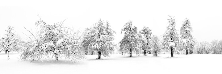 Schneebedeckte Obstbäume in einem Feld