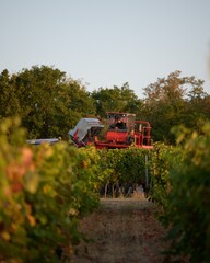 Winery Harvest Vineyard, machine harvest,  wine, grapes, grape harvester, rheinhessen