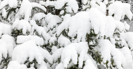 Schneebedeckte Tannbäume Nahaufnmahme