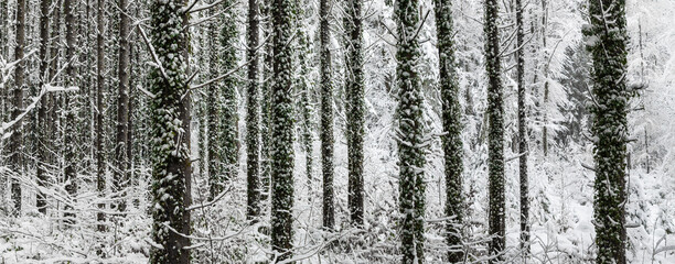 Fototapeta premium Kalter Winterwald im Januar