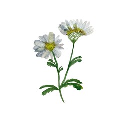 Wild and cute daisy watercolor illustration sketch