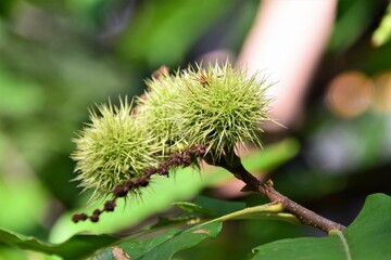 Sweet chesnut