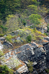 Point of Gap Overlook, Delaware Water Gap, Pennsylvania: Trees and shrubs growing out of crevices in the sedimentary rock on Mt. Minsi.