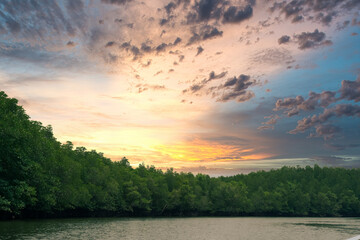 Mangrove trees forest with scenic evening sky at Krabi, Thailand