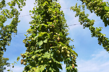 green fresh hop cones plantation at harvest time for making beer