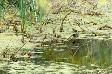 Wood Ducks On The River Among The Duckweed
