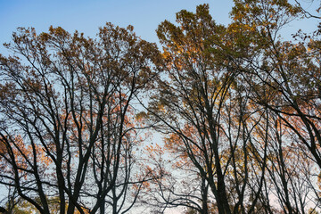 THE CROWNS OF AUTUMN TREES ILLUMINATED BY THE MORNING SUN