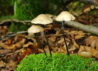 Knoblauchschwindling;  Langstieliger oder Saitenstielige Knoblauchschwindling; Mycetinis alliaceus; garlic parachute