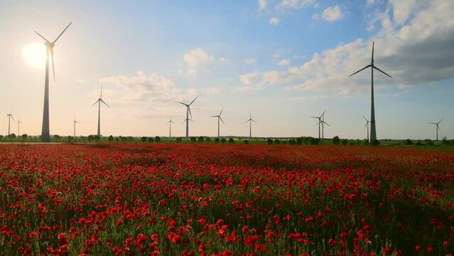 erneuerbare Energien: Windm&uuml;hlen auf Mohnfeld