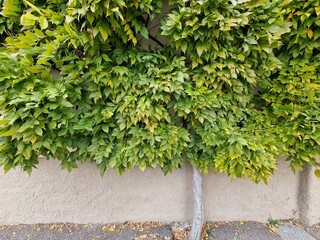 The beautiful landscape of Eppan near Bolzano in South Tyrol, Italy