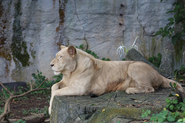 Fototapeta premium The female fat lion is rest under tree in garden