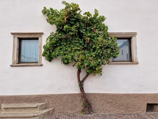 The beautiful landscape of Eppan near Bolzano in South Tyrol, Italy