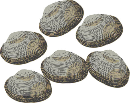 Raw clams 