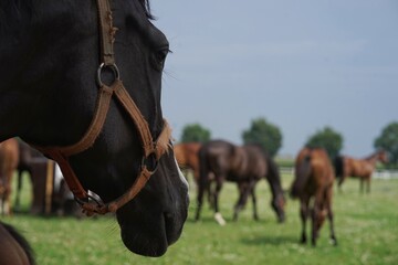 Horse watching other horses on a grass field, small depth of field