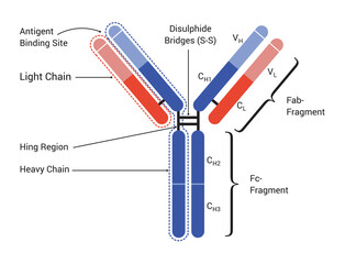 Basic structure of an antibody, showing the light chains and heavy chains, the antigen binding site. Fab: Fragment antigen-binding domain; Fc: Fragment crystallized domain.