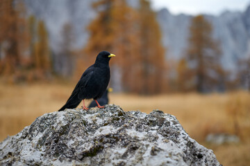 black bird bird on the rock